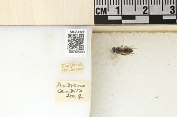 Media type: image;   Entomology 769003 Aspect: Labels